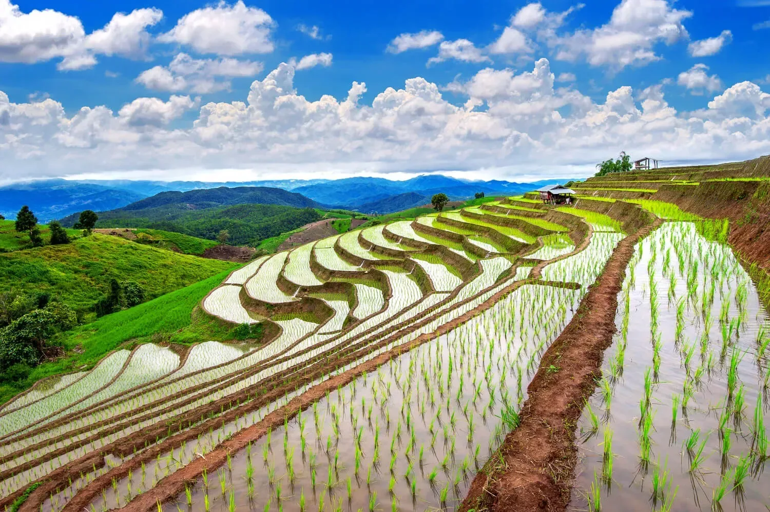 Chiang Mai